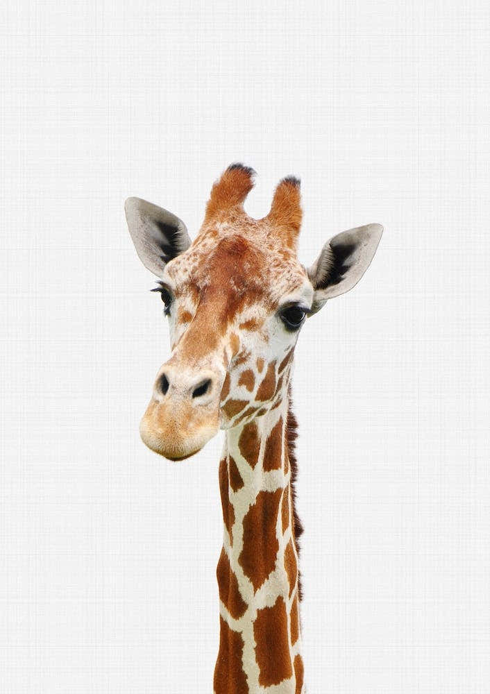 Giraffe II kids art print