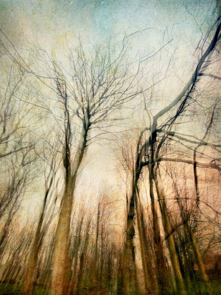 Sentinels Of The Forest