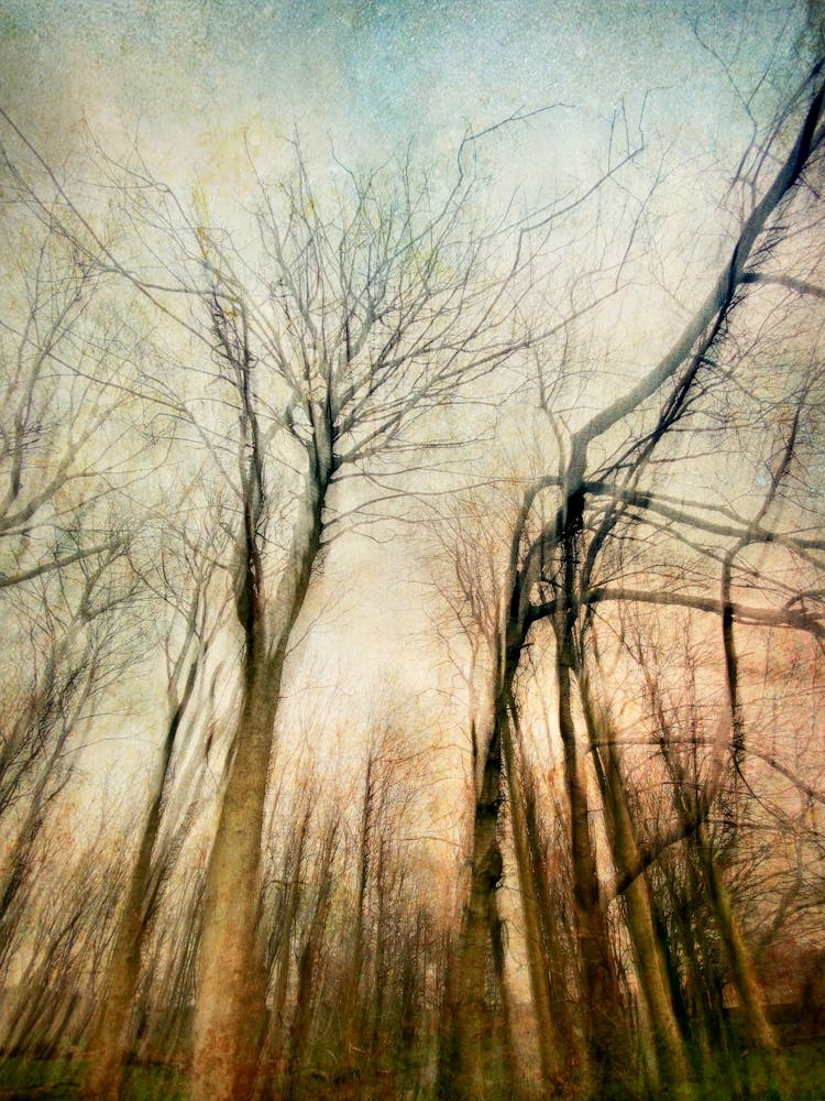 Sentinels Of The Forest