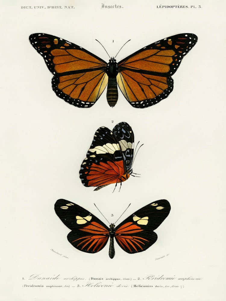 Different Types Of Butterfly, Charles Dessalines D'Orbigny 3