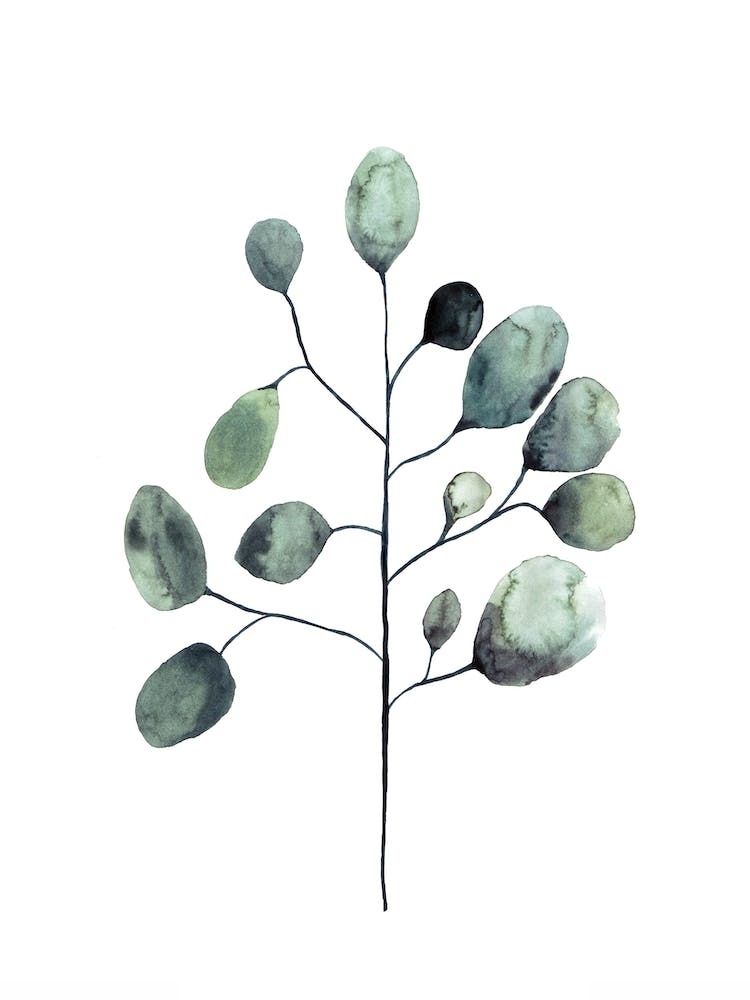 Botanical Illustration   Tasmanian Blue Gum
