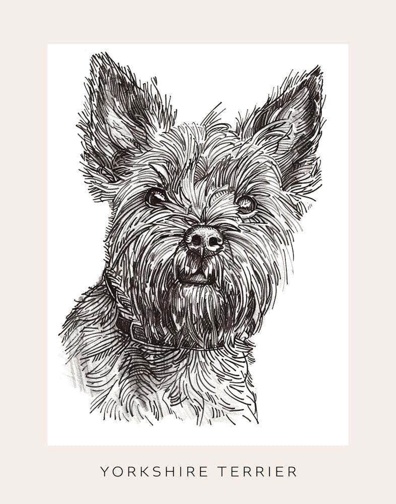 Yorkshire Terrier Black & White Line Sketch 2 Poster