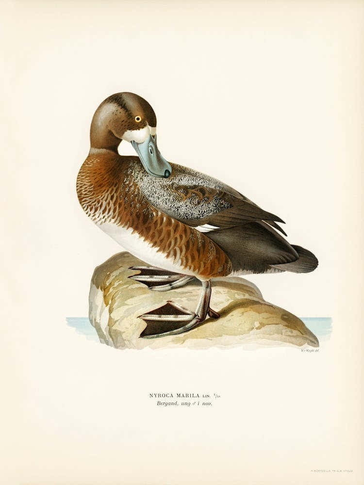 Greate Scaup, Scaup Male (Nyroca Marila), The Von Wright Brothers