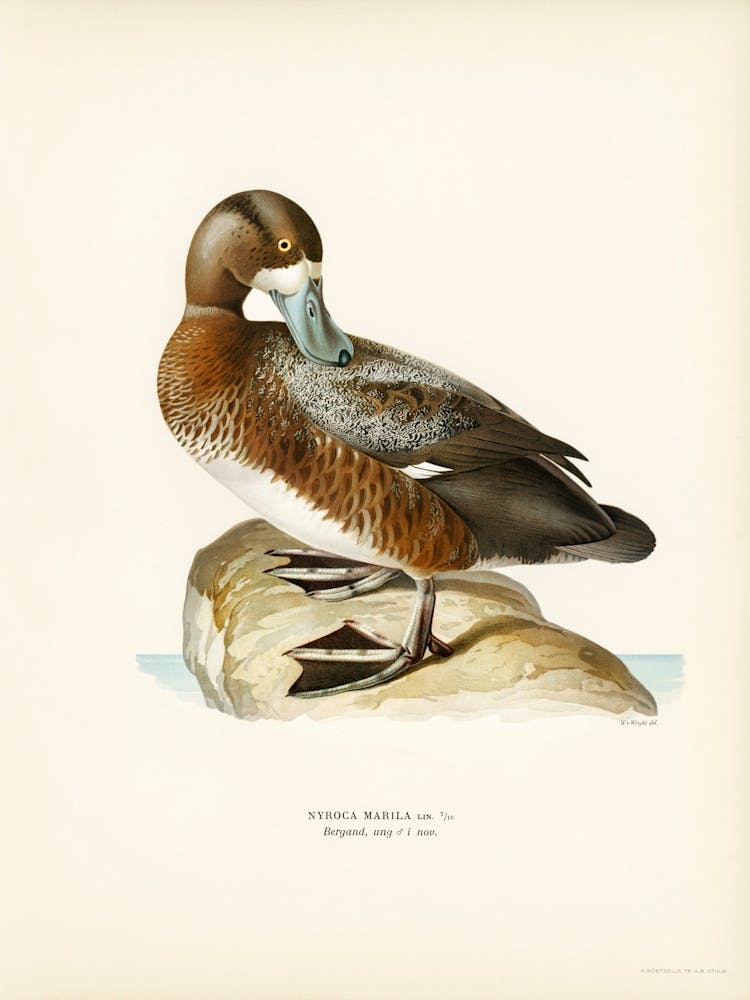 Greate Scaup, Scaup Male (Nyroca Marila), The Von Wright Brothers