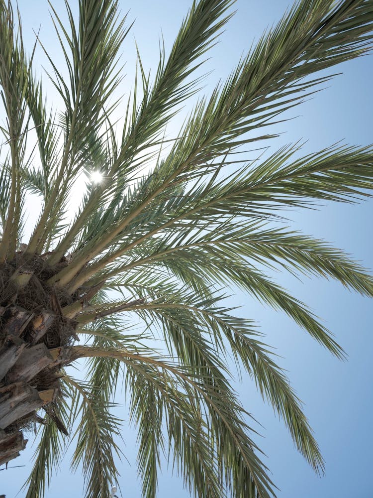 Botanical palm tree in San Sebastian Spain art print - summer nature and travel photography by Christa Stroo Photography