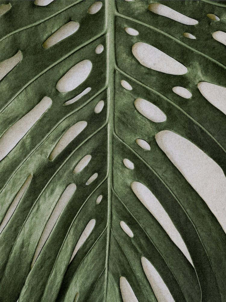Monstera Deliciosa Detail