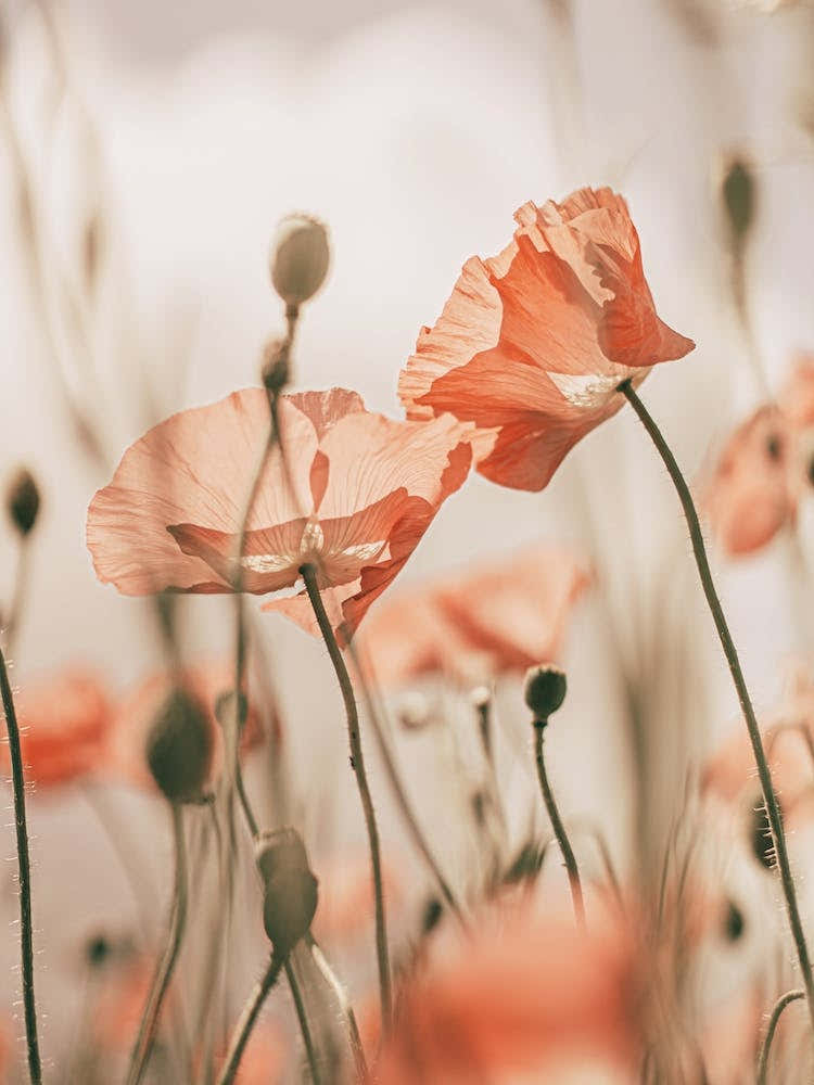 Sunkissed Poppies