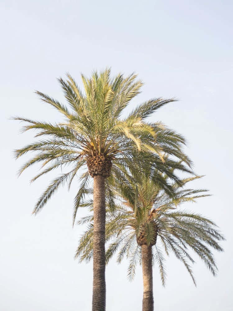 Mediterranean Palm Trees