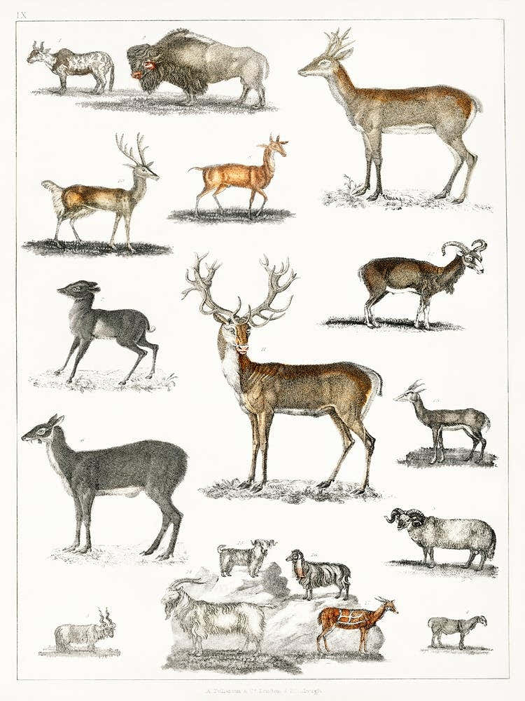 Collection Of Animal With Antlers, Oliver Goldsmith