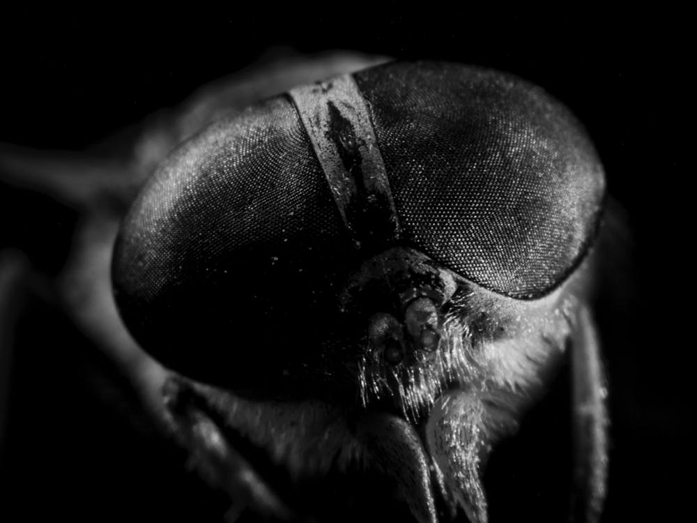 Black And White Portrait Of A Fly 1