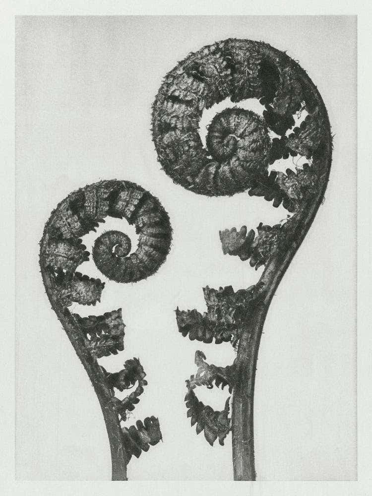 Shield Fern Fronds (1928), Karl Blossfeldt