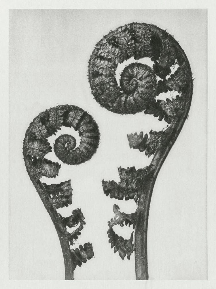 Shield Fern Fronds (1928), Karl Blossfeldt