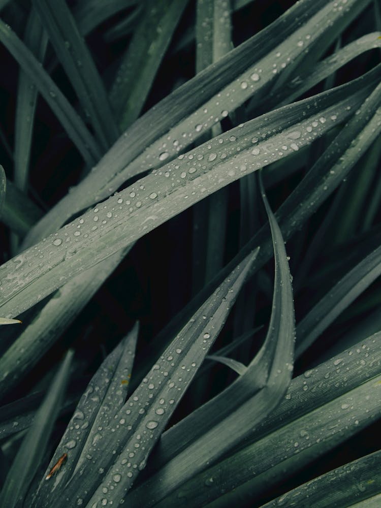 Dew Drops