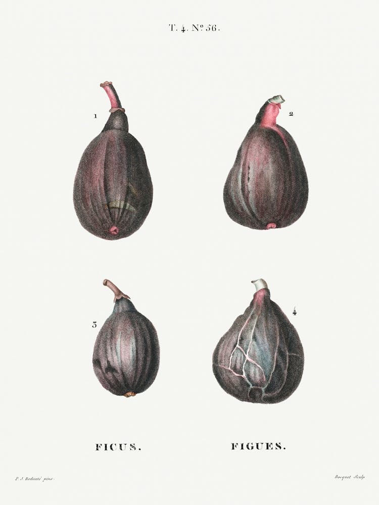Figs (Ficus), Pierre Joseph Redoute (2)