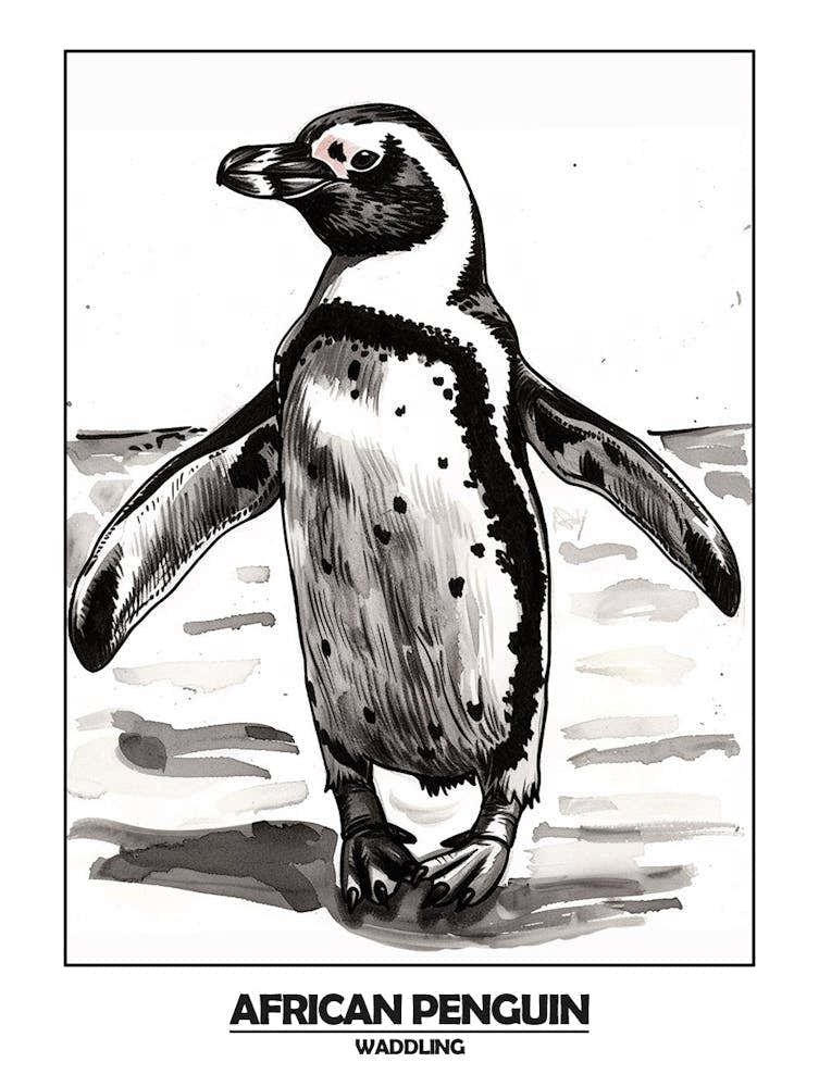 Penguin Waddling Poster 1