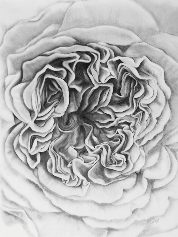 A Rose Is A Rose Black