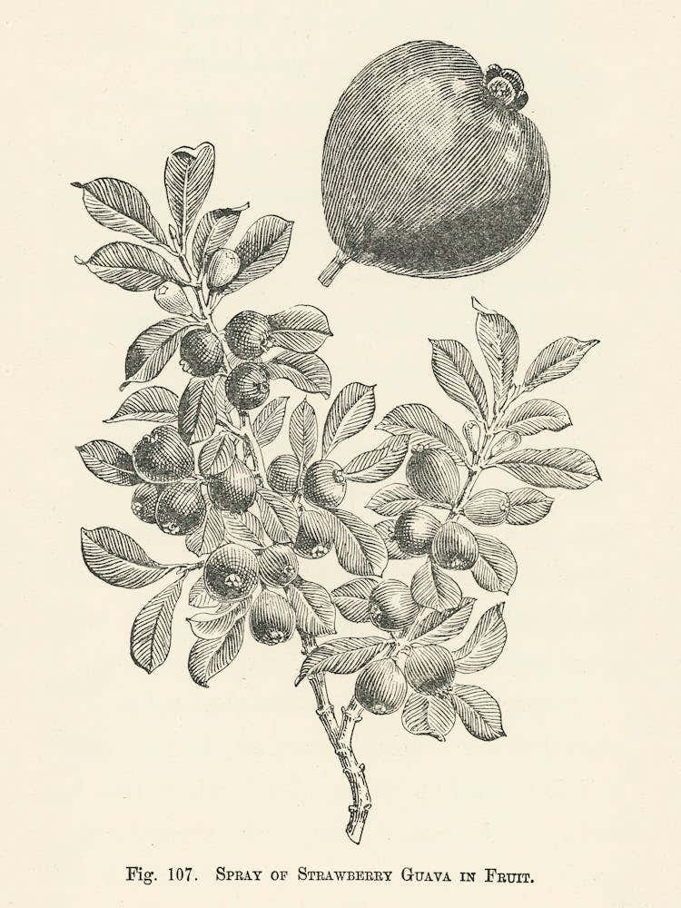 Vintage Illustration Of Strawberry Guava, John Wright