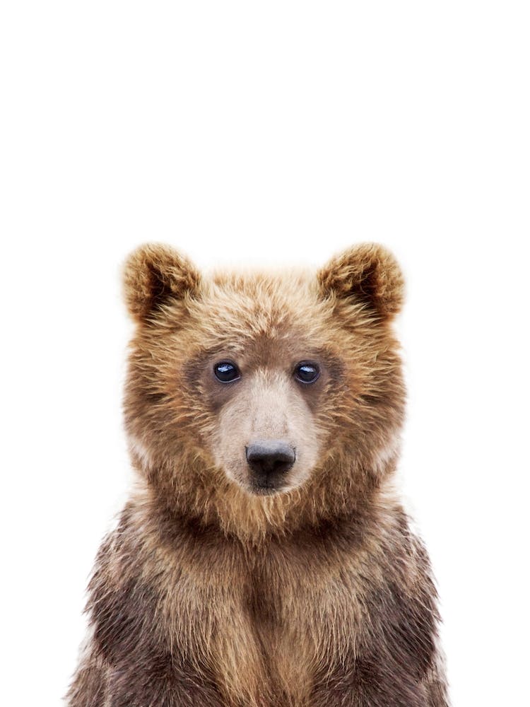Bear