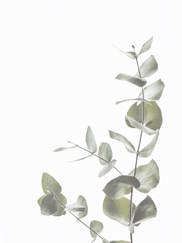 Green Eucalyptus