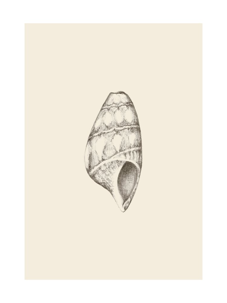 Illustration 607 'Pencil Seashell', Aga Szafranska