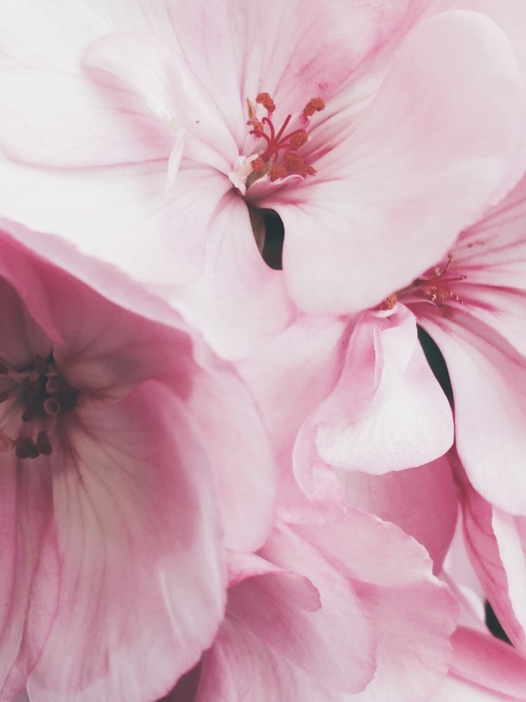 Pink Flowers Photo