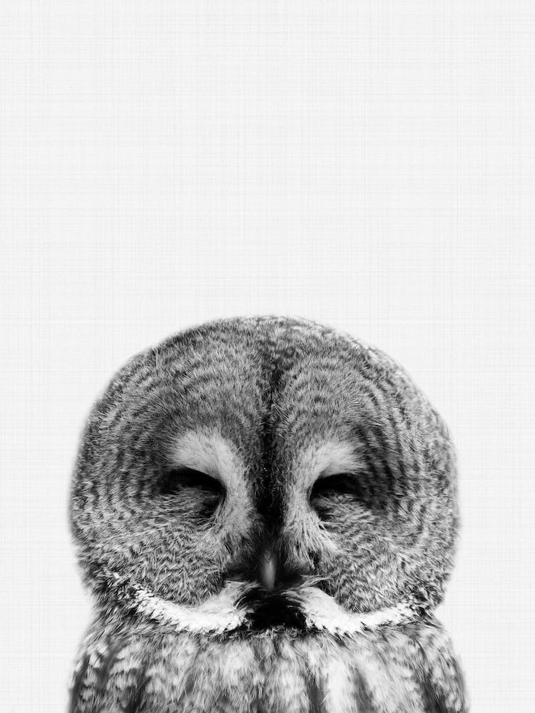 Owl Portrait 2