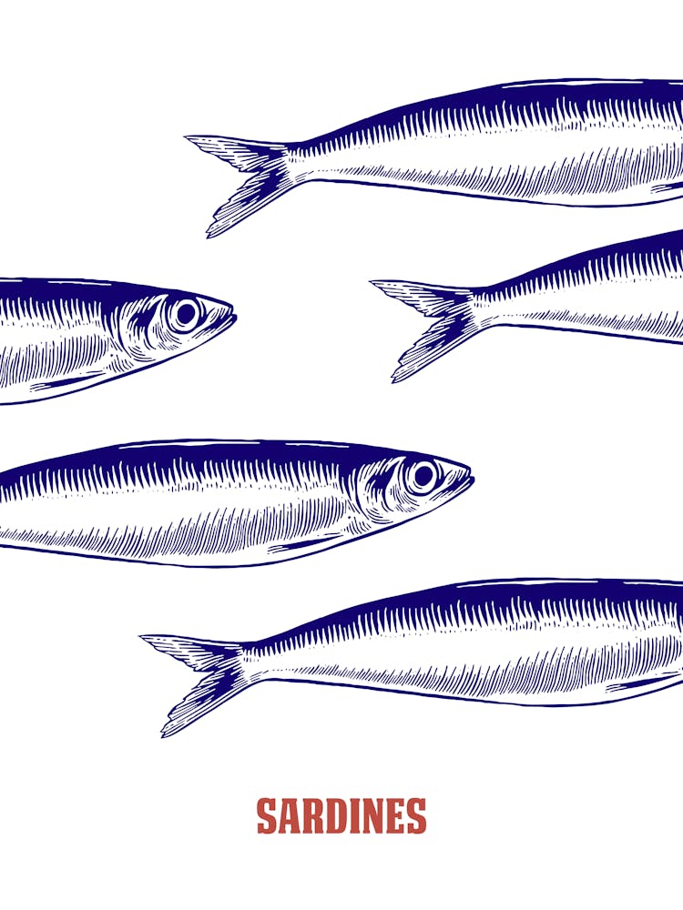 Sardines