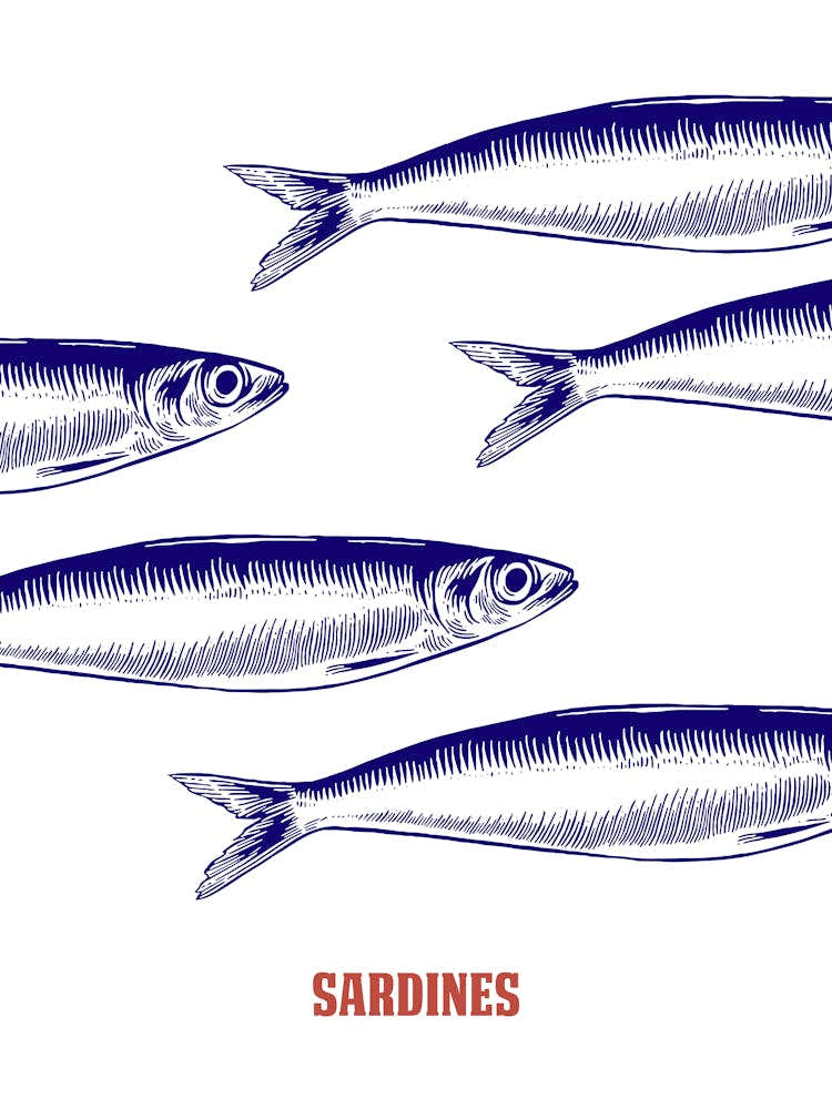 Sardines