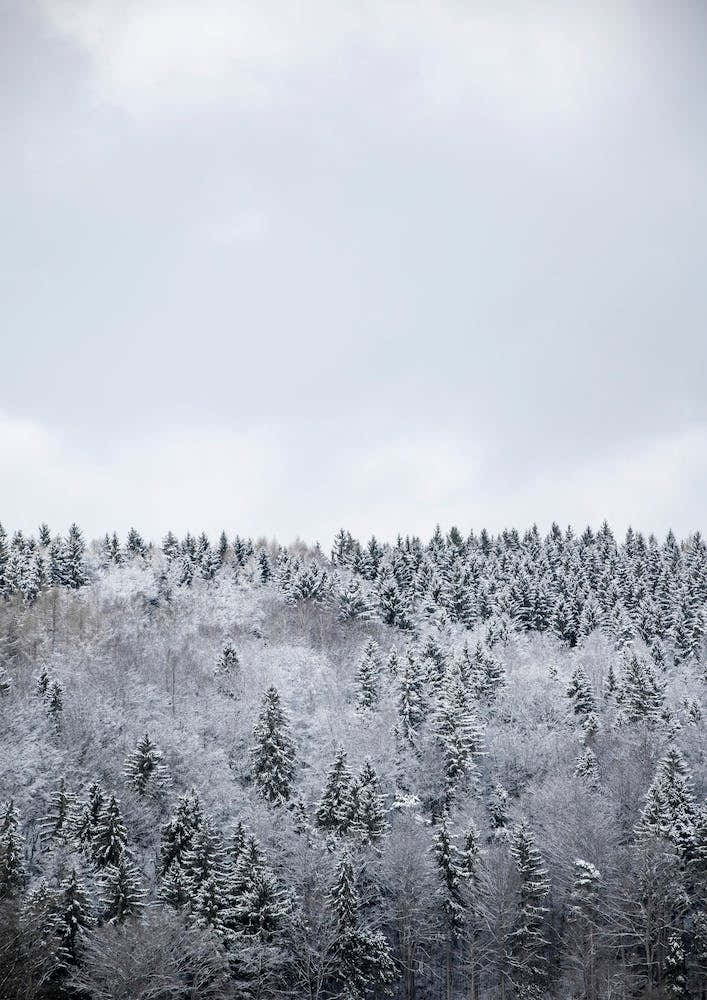 White Winter Forest