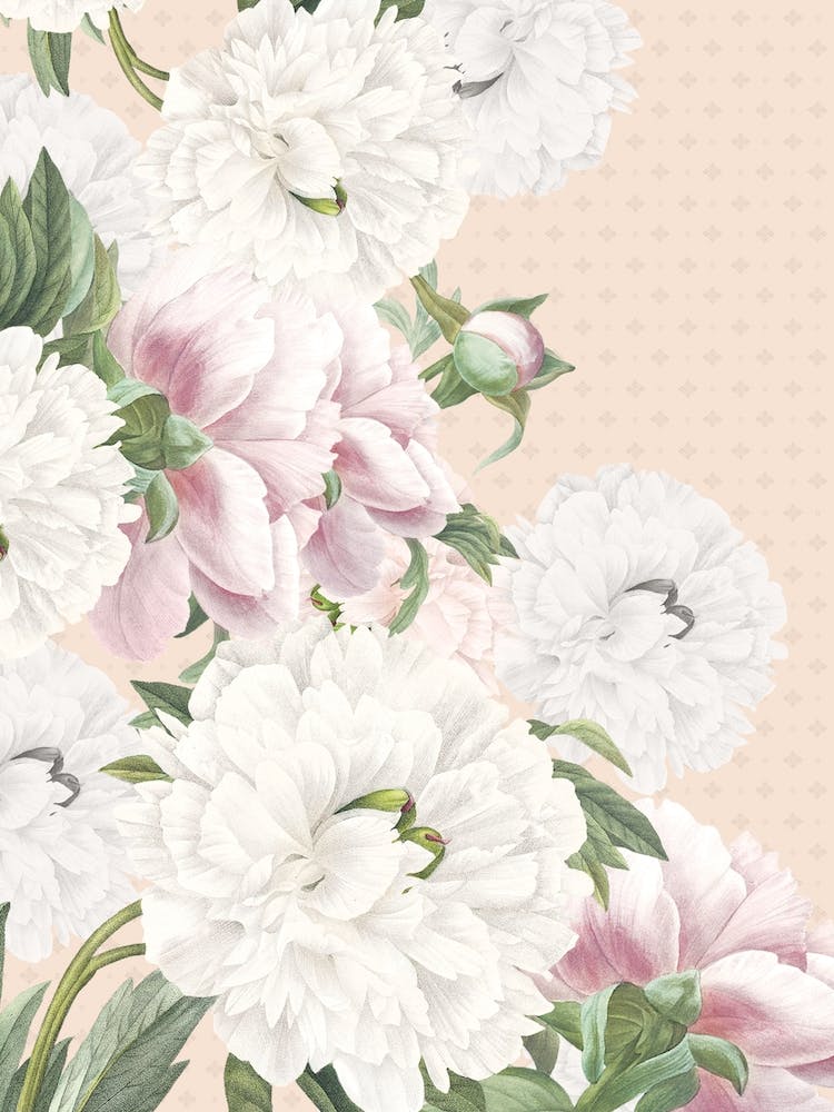 Vintage Cream Peonies