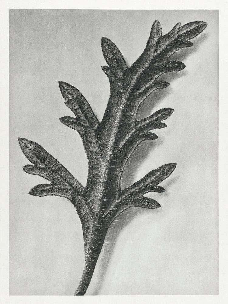Rose Mock Vervai (1928), Karl Blossfeldt