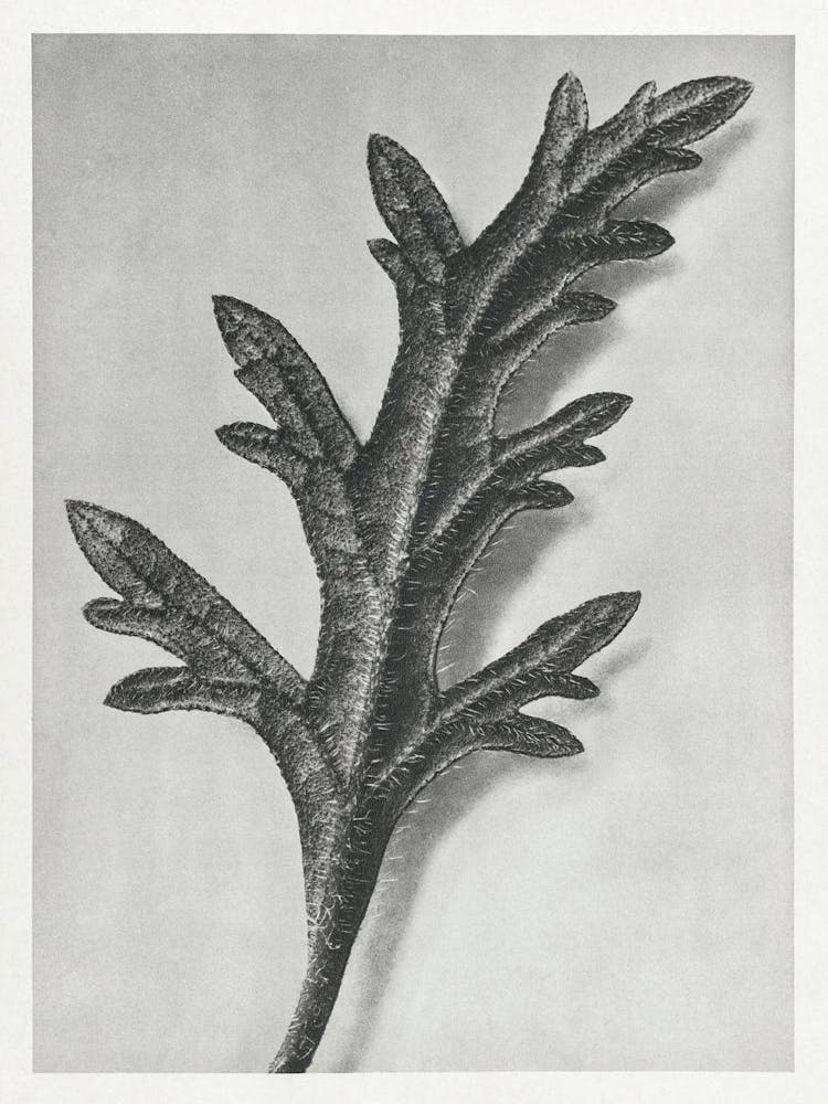 Rose Mock Vervai (1928), Karl Blossfeldt