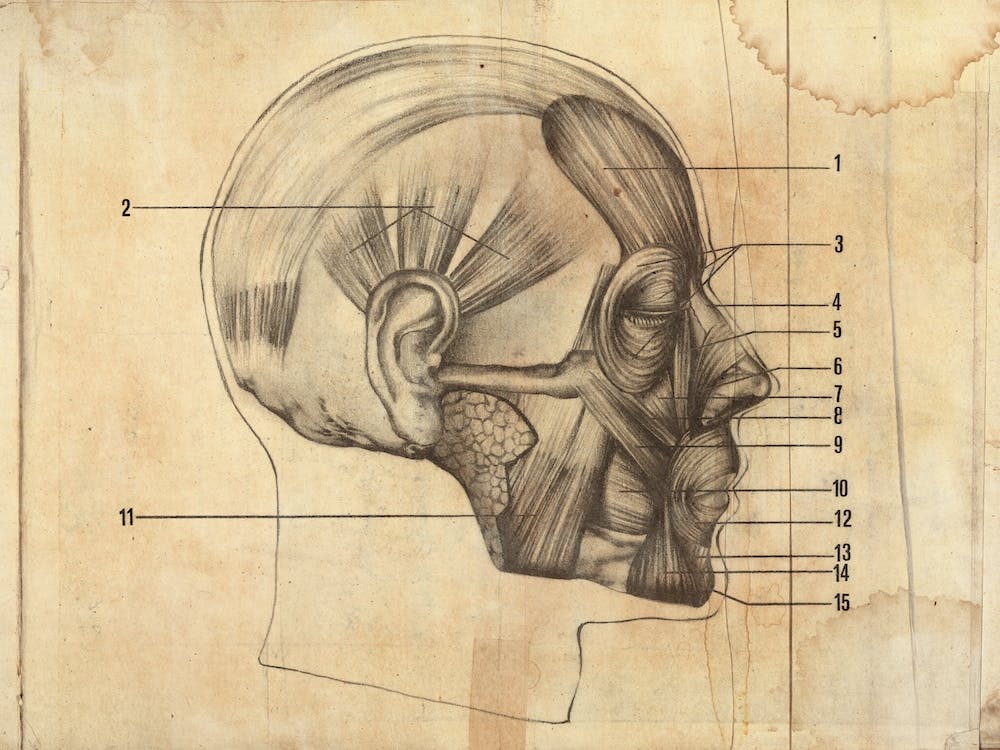 Vintage Anatomy Muscles Face