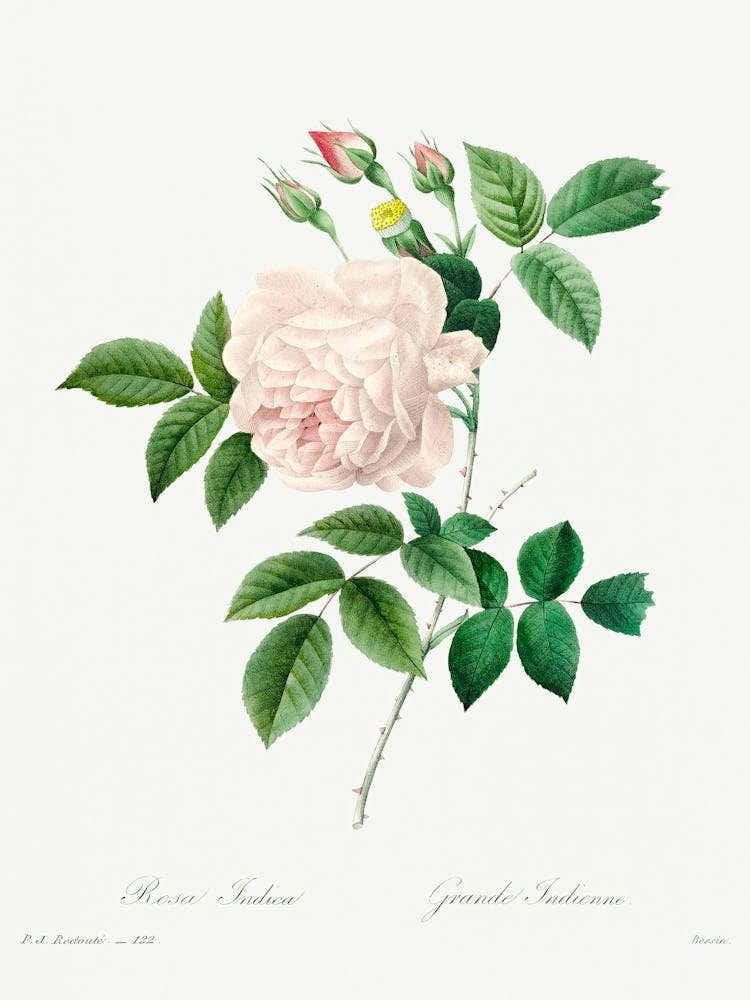 White Rose, Pierre Joseph Redoute 1