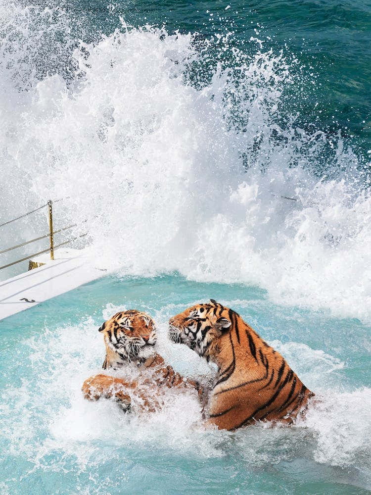 Tiger's Pool