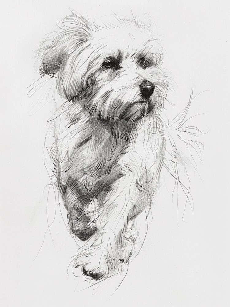 Coton De Tulear Dog Line Sketch 1