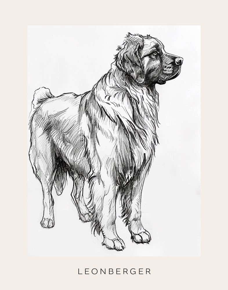 Leonberger Dog Line Sketch 3 Poster