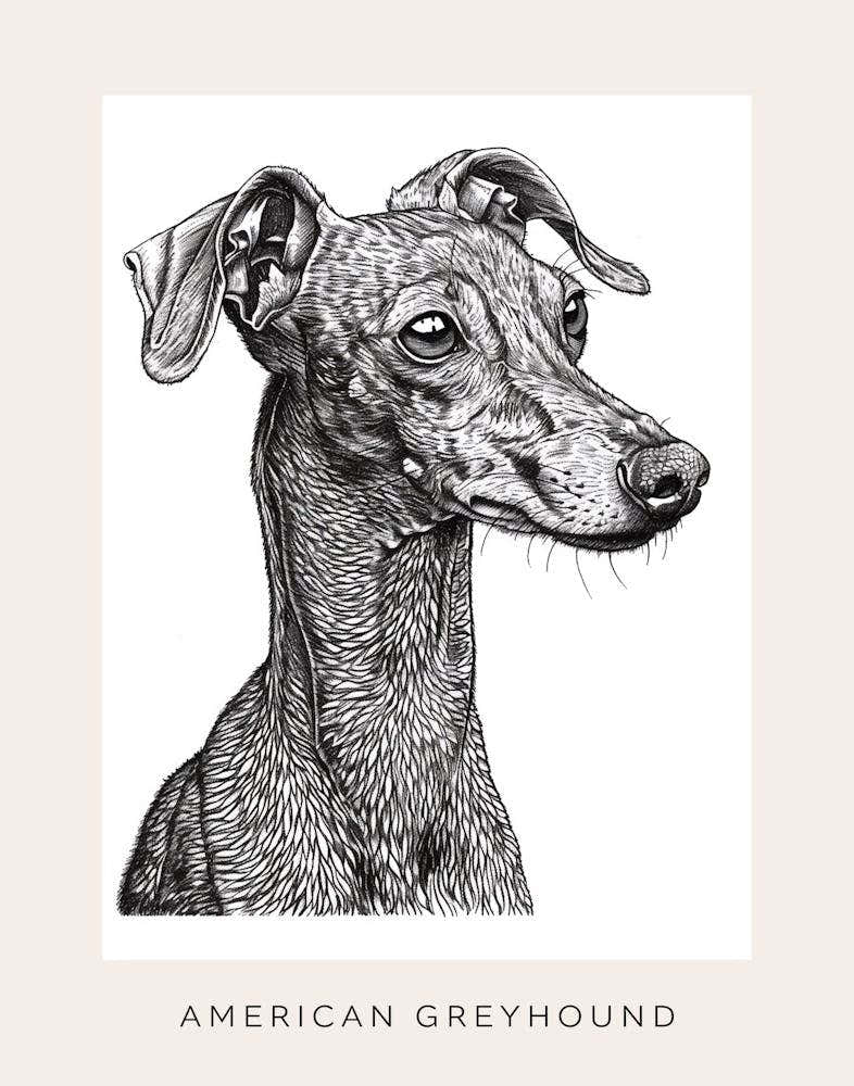 American Greyhound Dog Line Sketch 2 Poster