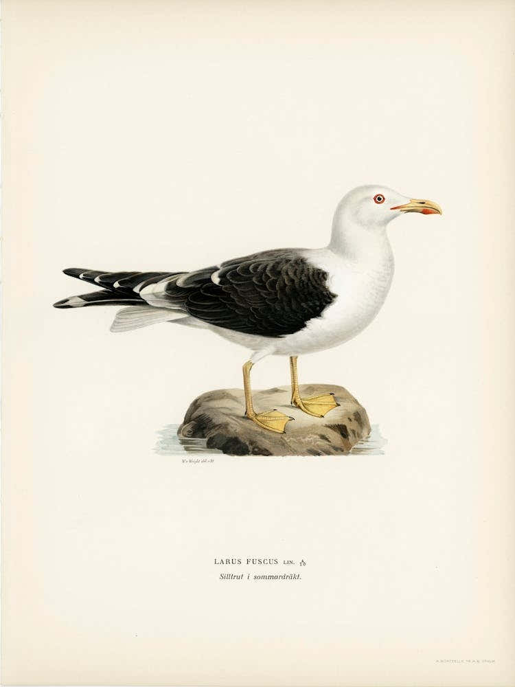 Lesser Blak Backed Gull, The Von Wright Brothers