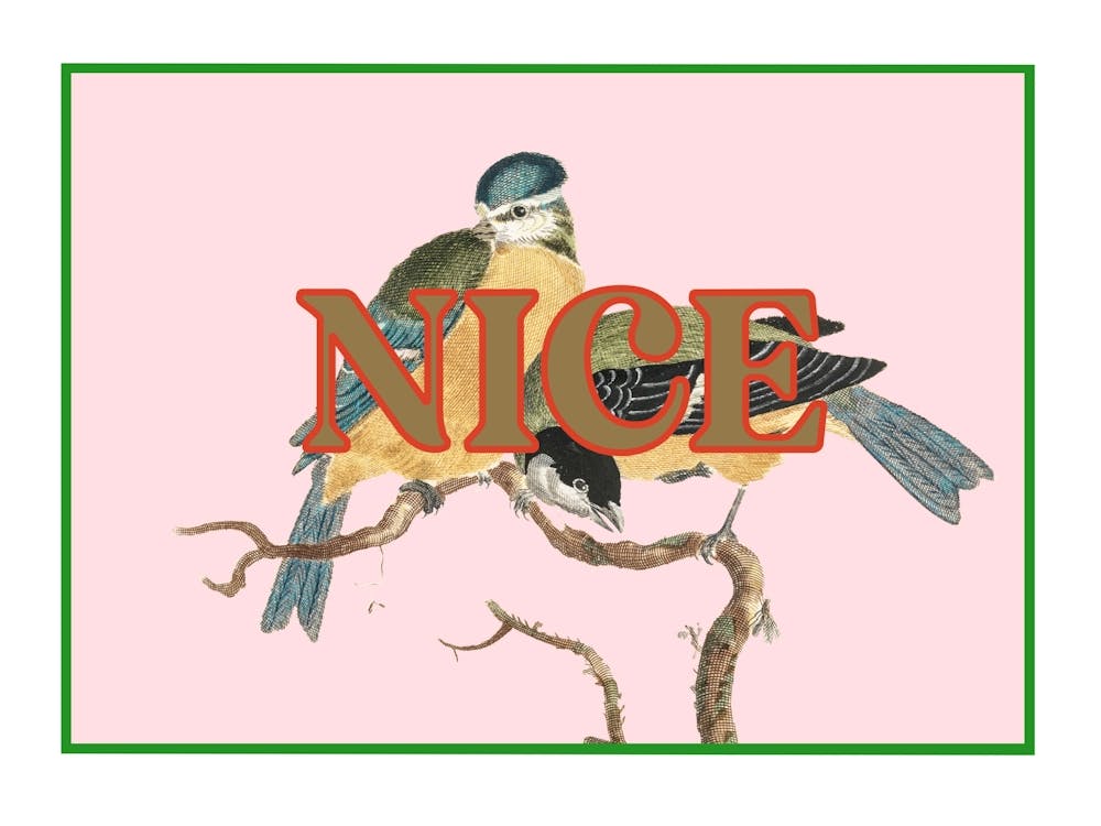 Nice Birds