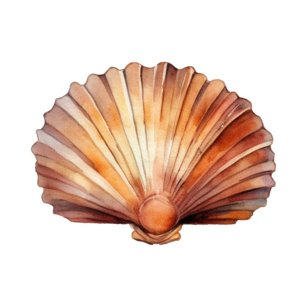 Seashell 2