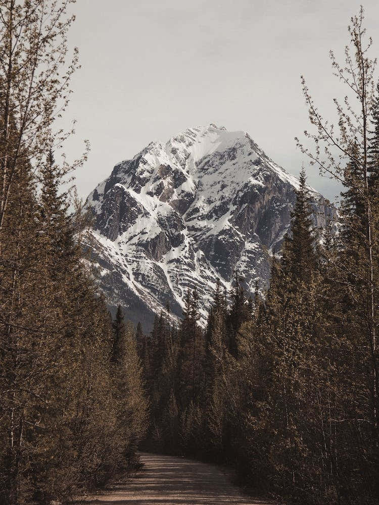 Colorado Forest Road