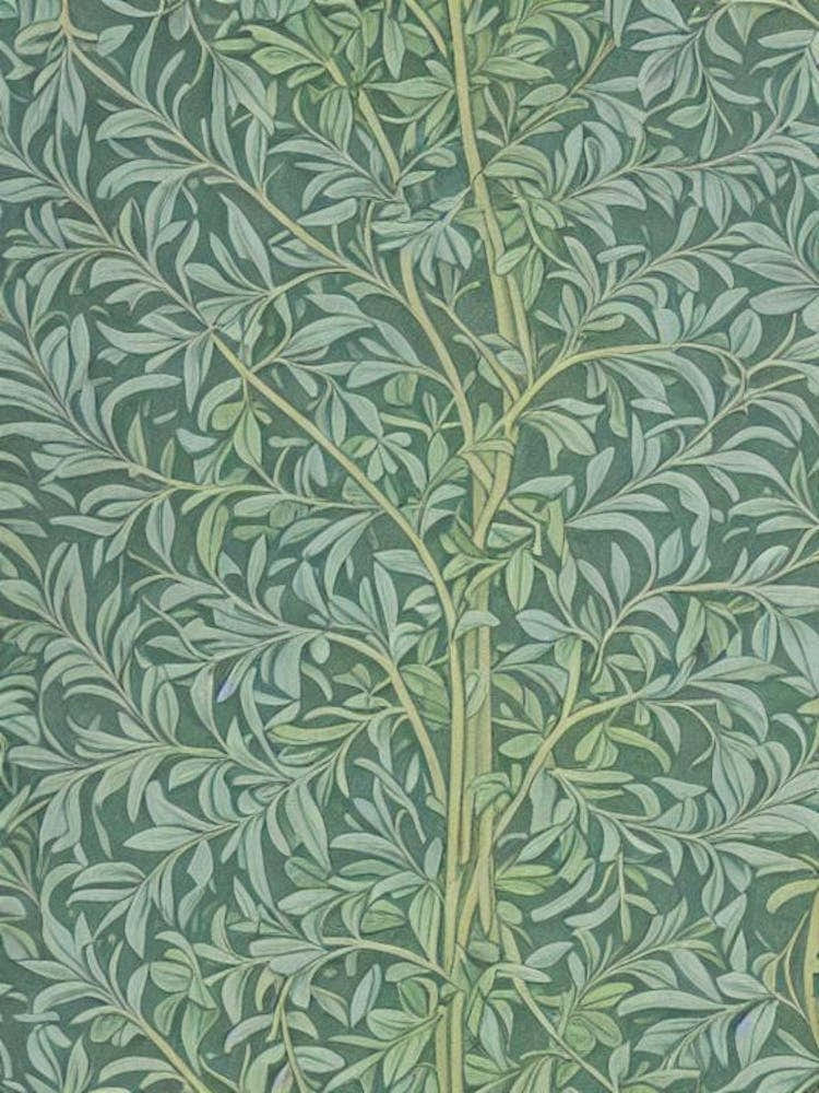 Kentucky Coffeetree tree Vintage Botanical