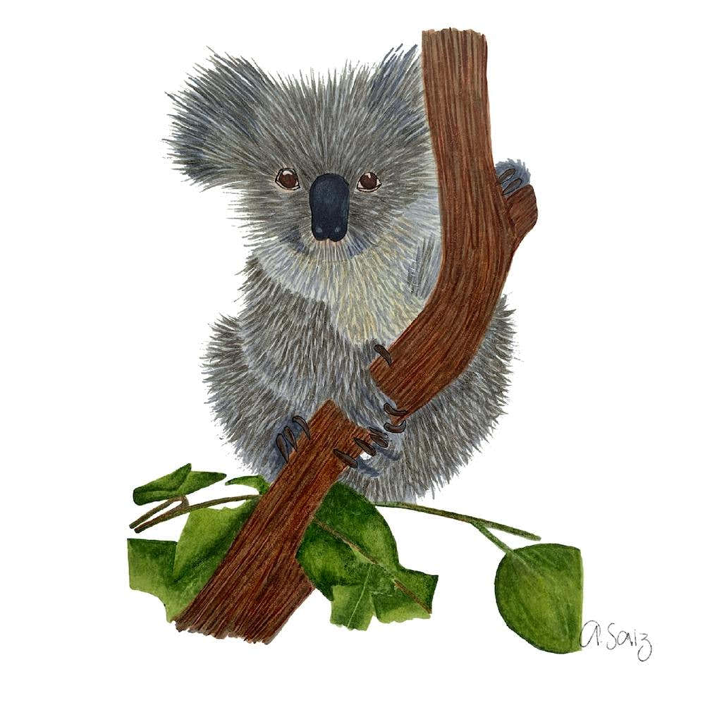 Koala 2