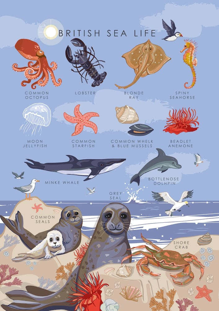 British Sea Life