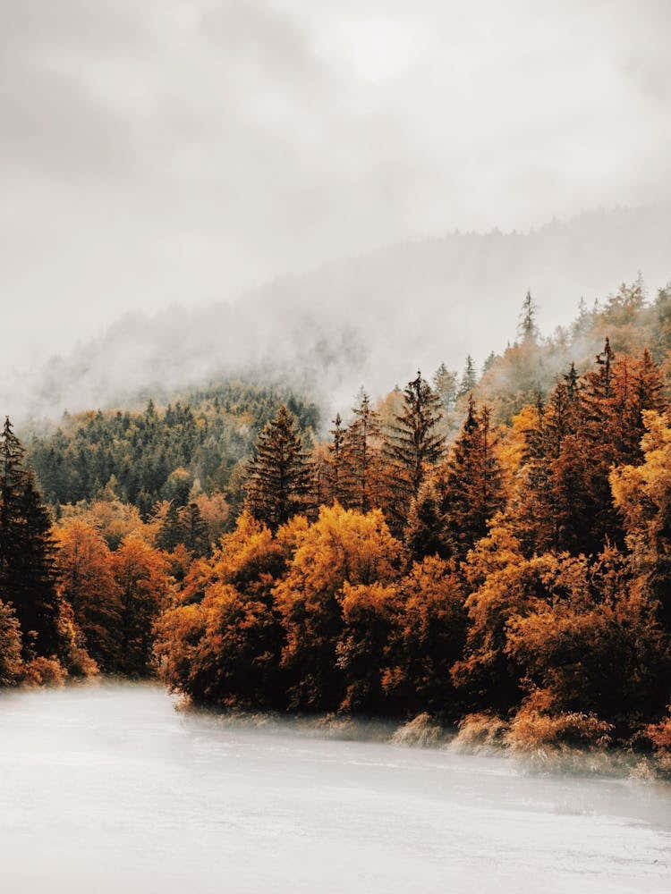Autumn Forest Along Lake