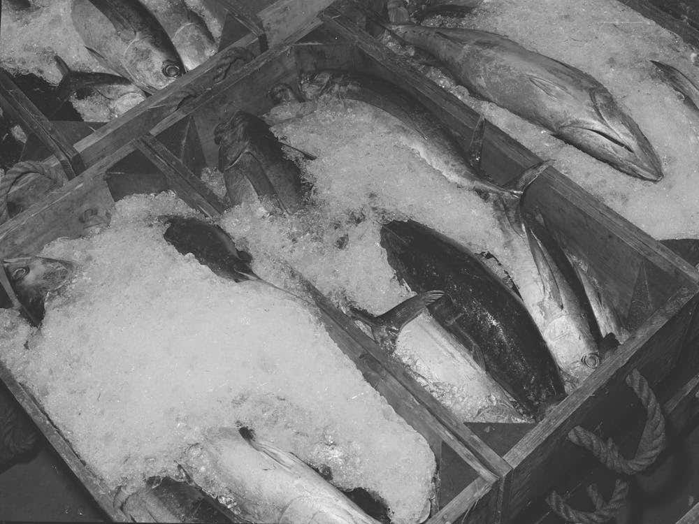 Tuna Packed In Ice Waiting To Be Canned, Columbia River Packing Association, Astoria, Oregon By Russel