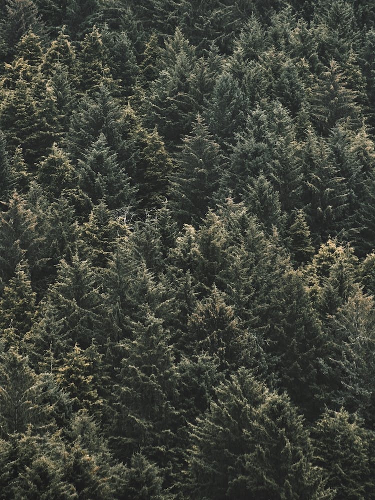 Thick Pine Forest