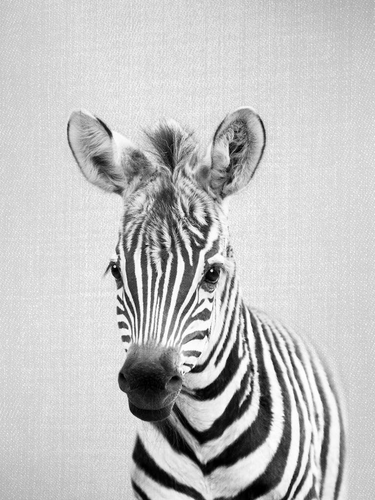 Baby Zebra - Black & White