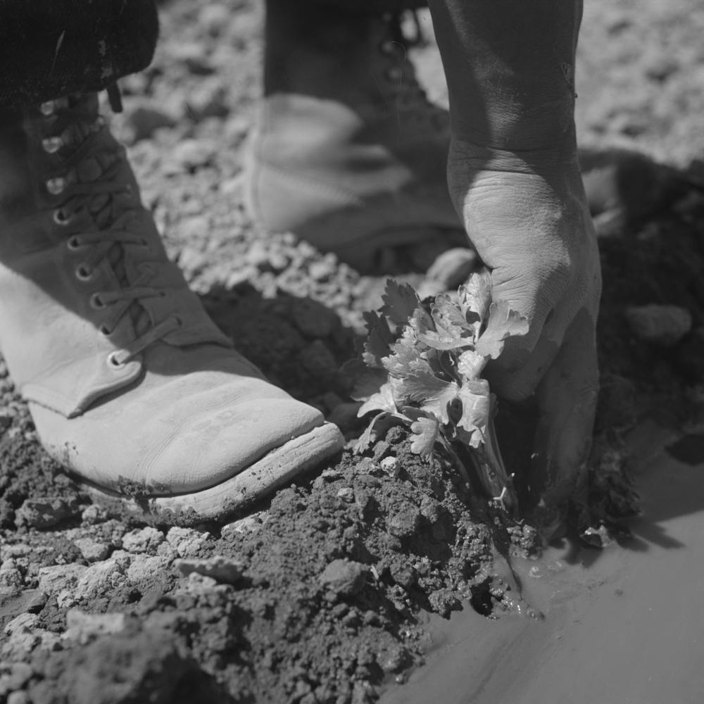 Malheur County, Oregon, Japanese American Worker Transplanting Celery Plant By Russell Lee